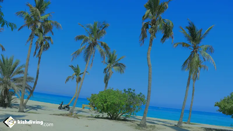 ساحل درختان نارگیل در روز